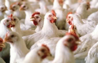 Abatedouro Frango Limpo - Foto 1