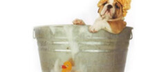 banho-tosa-de-animais-porto-seguro-1382118596
