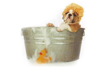 Cão de Mel – Banho e Tosa de Animais - Foto 1