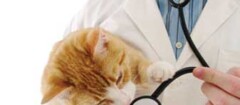 clinicas-veterinarias-porto-seguro-1382118664
