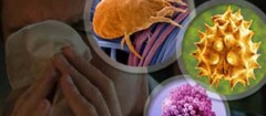 imunologia-porto-seguro-1382439175