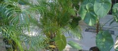 plantas-ornamentais-porto-seguro-1382434619
