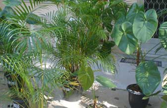 Flora Quyriri Plantas Ornamentais e Projetos Paisagisticos - Foto 1