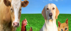 produtos-veterinarios-porto-seguro-1382118438