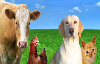 Magal Rações - Foto 1