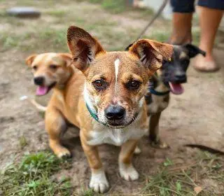 cães resgatados em Porto Seguro