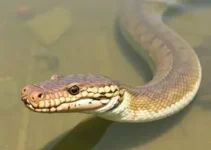 sucuri ferida Porto Seguro