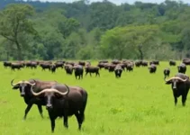 experiência rural em Porto Seguro