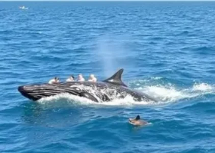 Últimas noticias de Porto Seguro