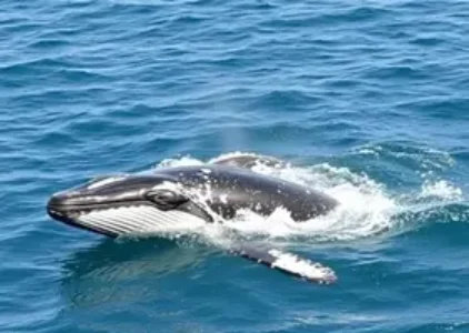 Últimas noticias de Porto Seguro