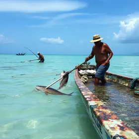 peixes invasores