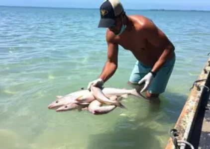Últimas noticias de Porto Seguro