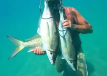 peixe-leão