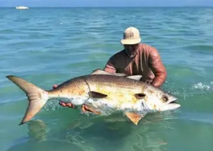 Últimas noticias de Porto Seguro