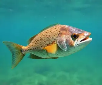 peixes-leão